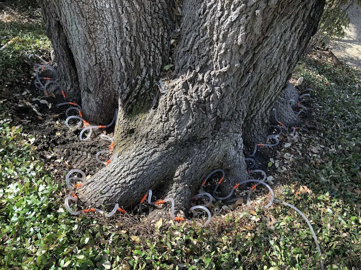 Detailed Tree Cabling and Bracing job site in Jacobs Creek