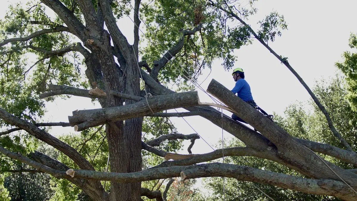 Professional Hazardous Tree Removal performed by certified arborists in Jacobs Creek