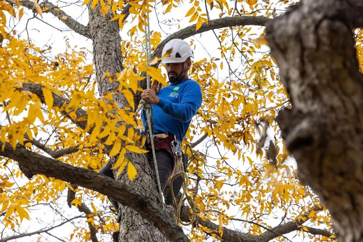Skilled Tree Pruning crew working in Jacobs Creek