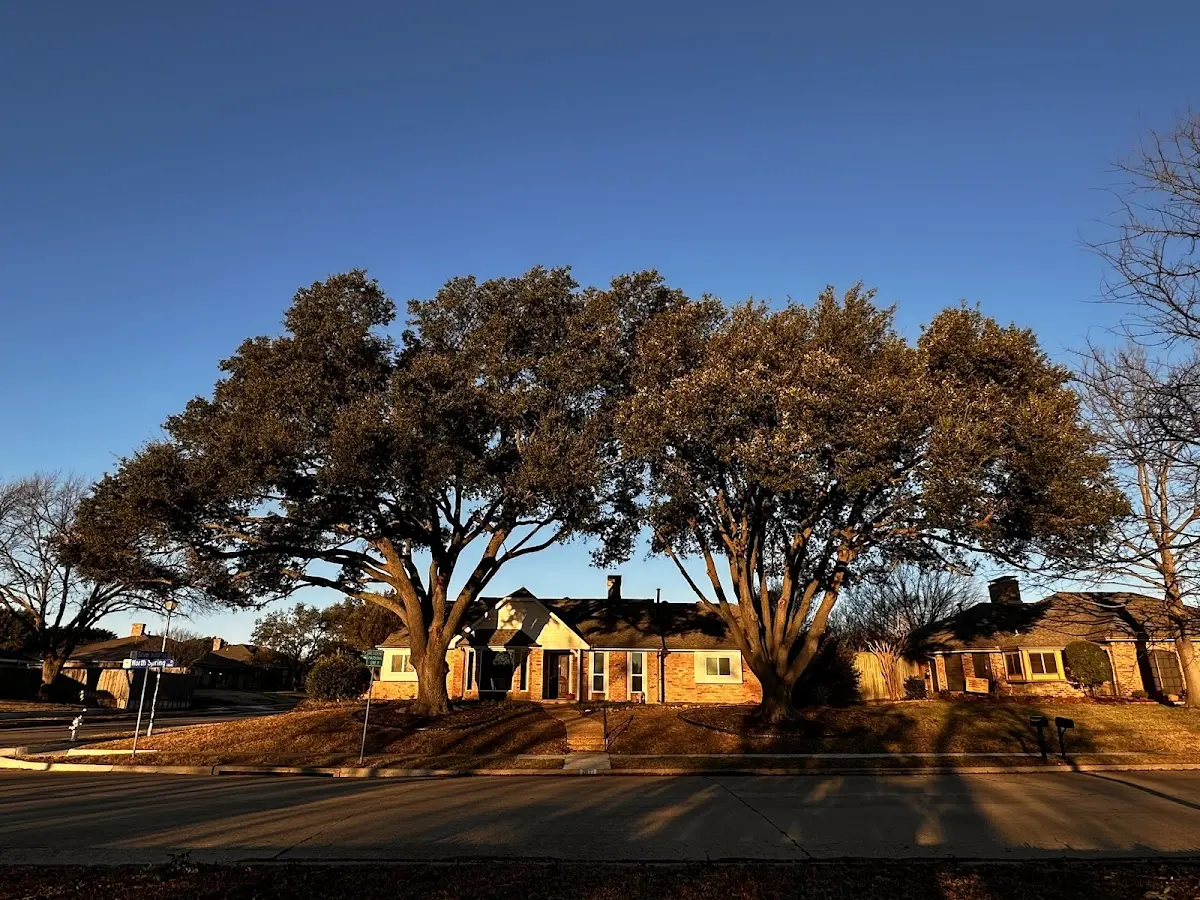 Established residential canopy tree shading a home in Jacobs Creek